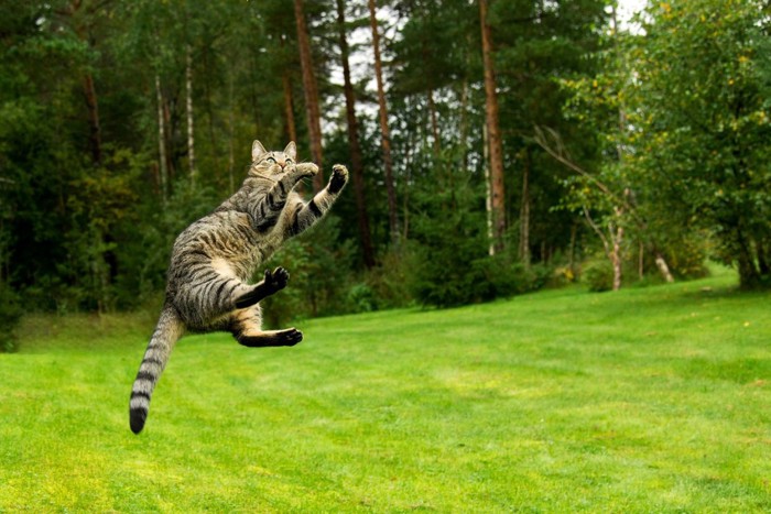 芝の上でジャンプする猫