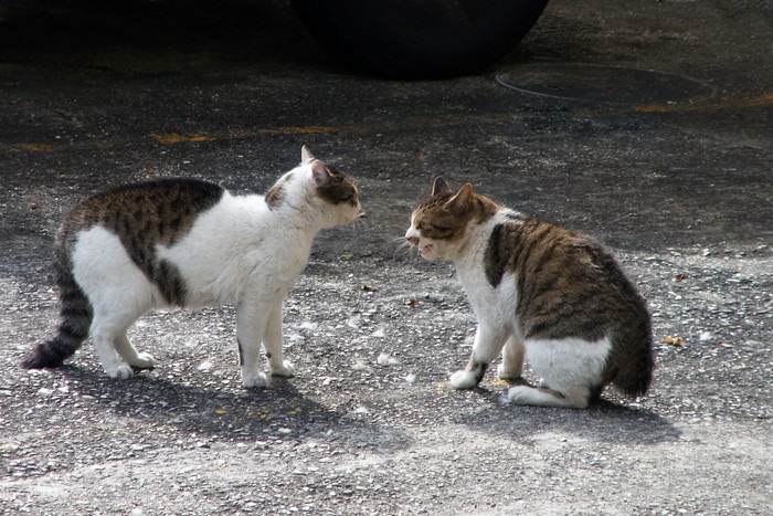 争う2匹の猫