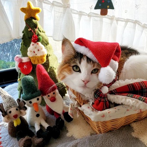 クリスマス準備中の猫
