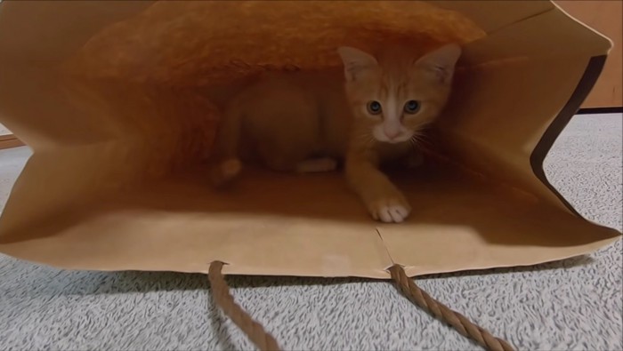 紙袋に隠れる子猫