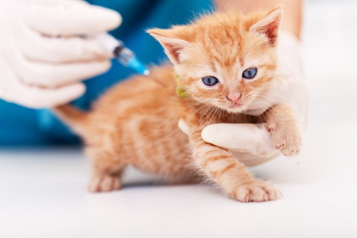 ワクチンを打たれる子猫