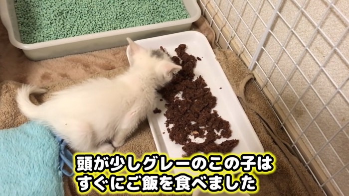ごはんを食べる子猫