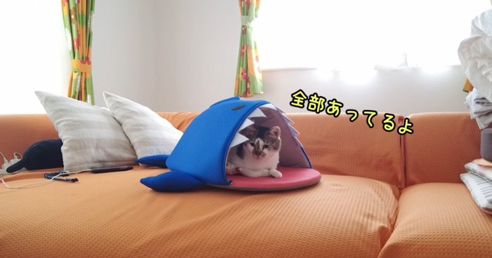 サメのぬいぐるみに隠れている猫