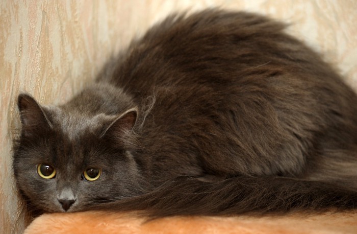 壁の前で身を伏せる灰色の猫