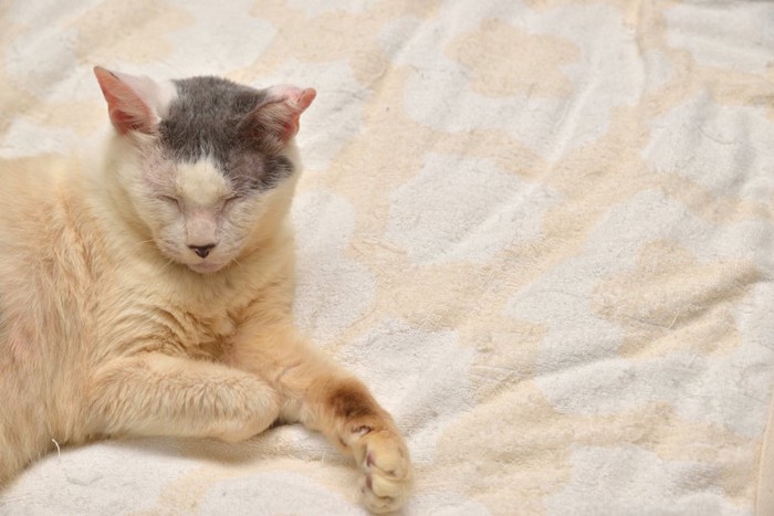 布団の上で眠る年老いた猫