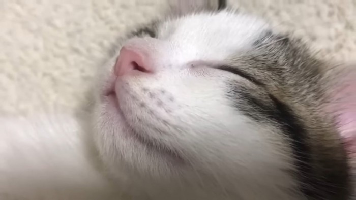 猫の寝顔のアップ