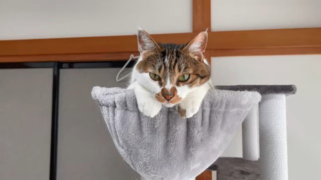 キャットタワーのハンモックを顔を出す猫