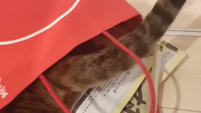 袋から出ている猫のしっぽ