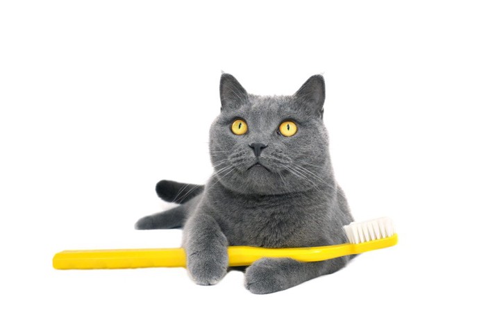 猫歯ブラシ