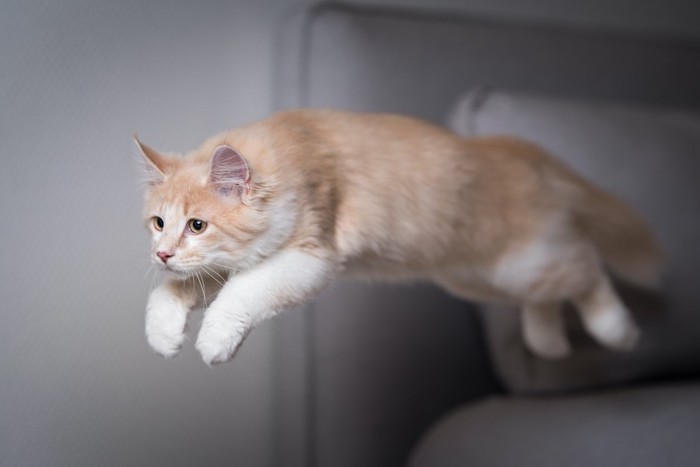 部屋でジャンプしている猫