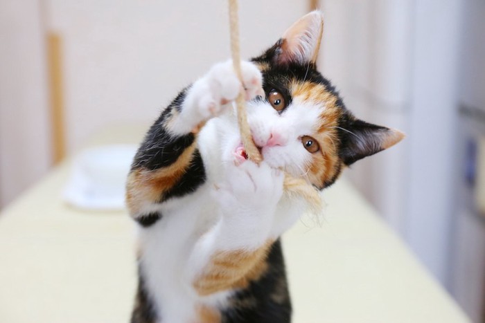紐で遊ぶミケ猫