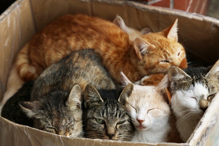 段ボール箱の中にいる野良猫たち