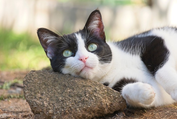 石に頭を載せて横たわる白黒猫