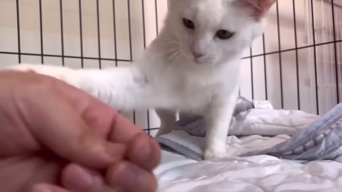 人の手をパンチする猫