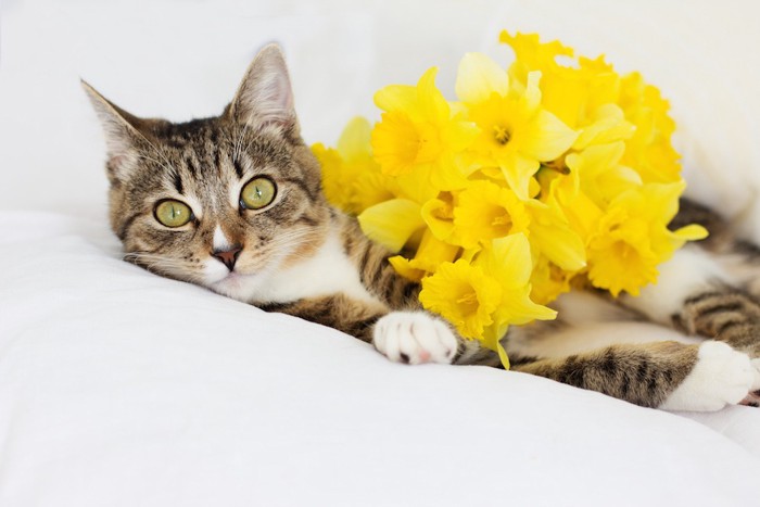 黄色い花とくつろぐ猫