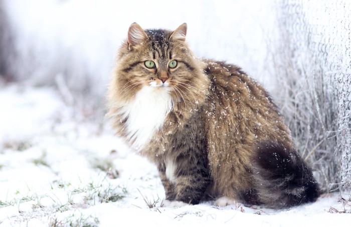 雪の降る中で座る長毛猫