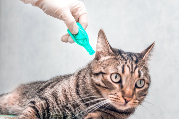 予防薬を使用する猫