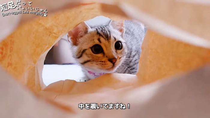 袋の中を見る子猫