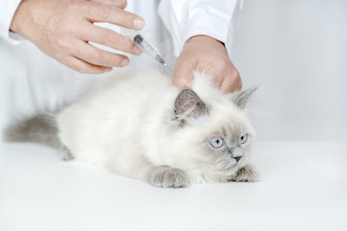 予防接種を受ける子猫