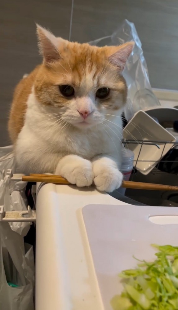 流し台で箸を押さえる猫