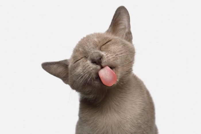 目を閉じて舌を出す猫