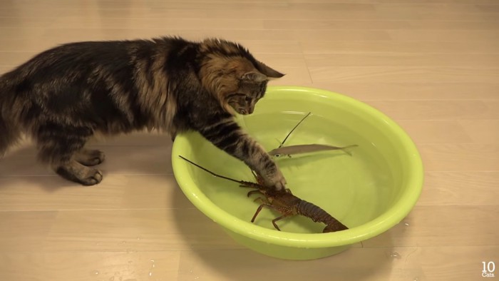 水を触る猫