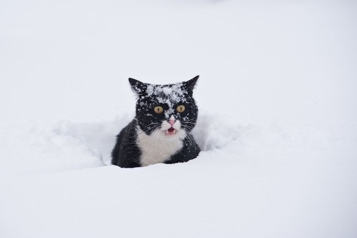 雪に埋もれて驚いた表情の猫
