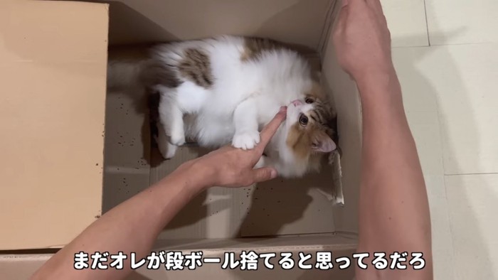 箱の中で仰向けの猫
