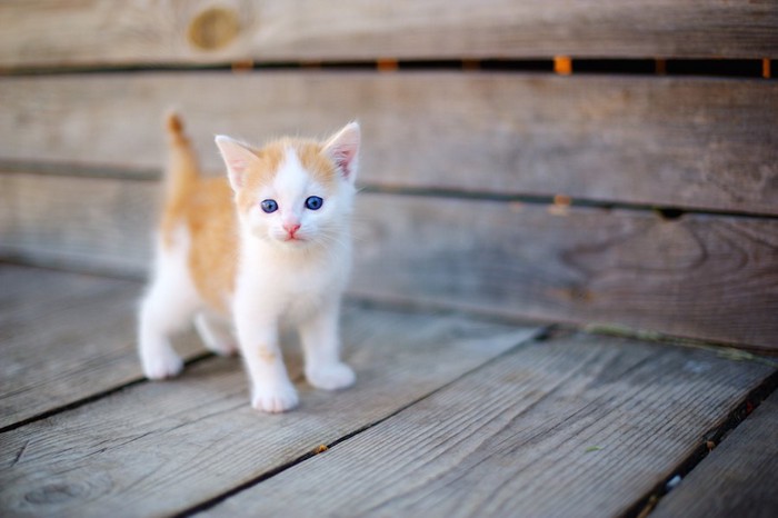 ベンチの上を歩く茶白の子猫