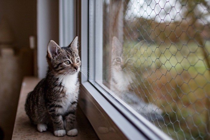 窓の外を眺める子猫