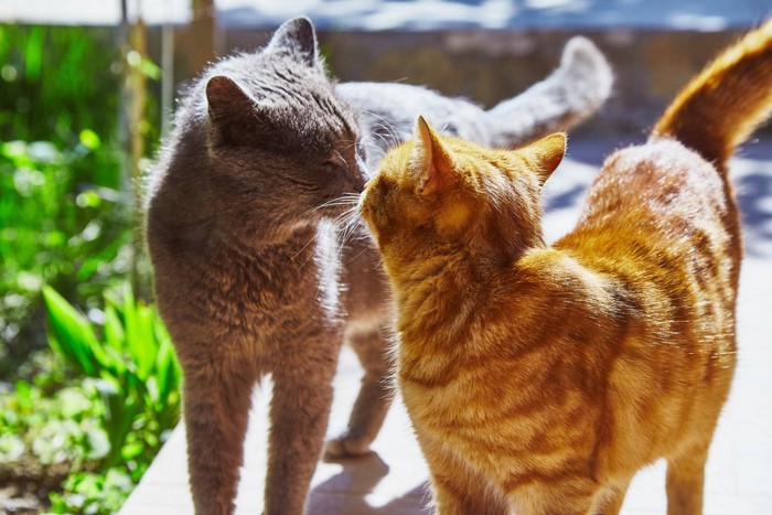 屋外で顔を近づける2匹の猫