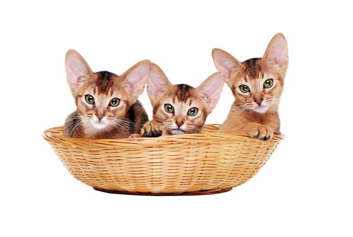バスケットに入っている3匹のアビシニアンの子猫