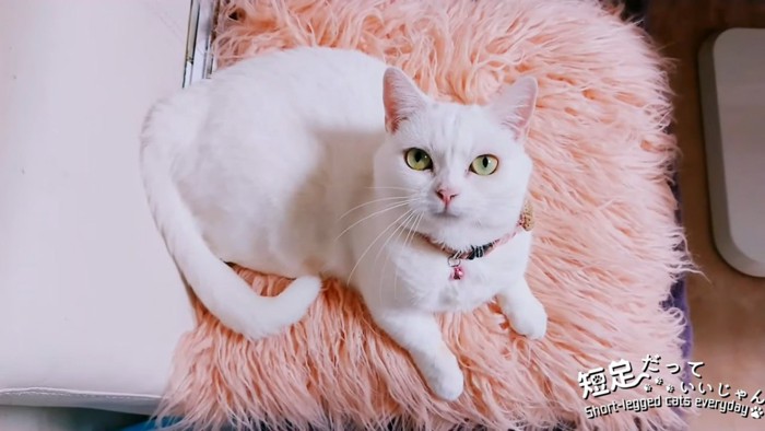 ピンク色のクッションの上にいる猫