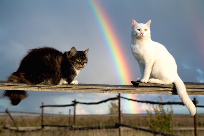 虹がかかった空と二匹の猫