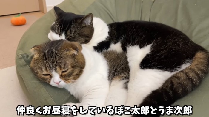 クッションの上で寝る2匹の猫