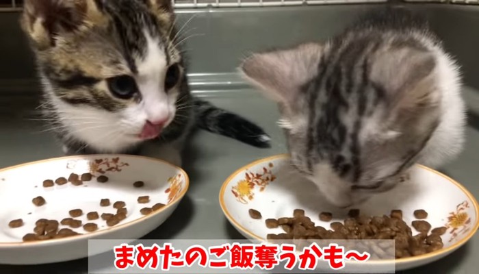 ぺろりとする子猫と食べている子猫