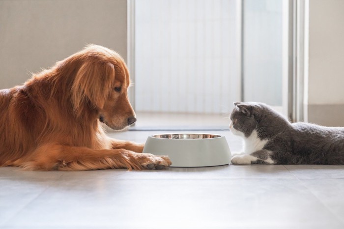 お皿をはさんで向かい合う犬と猫