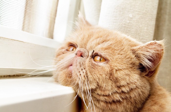 窓際に顎を乗せる猫