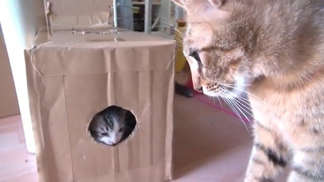 段ボールの穴から覗く子猫とそれを見ている猫