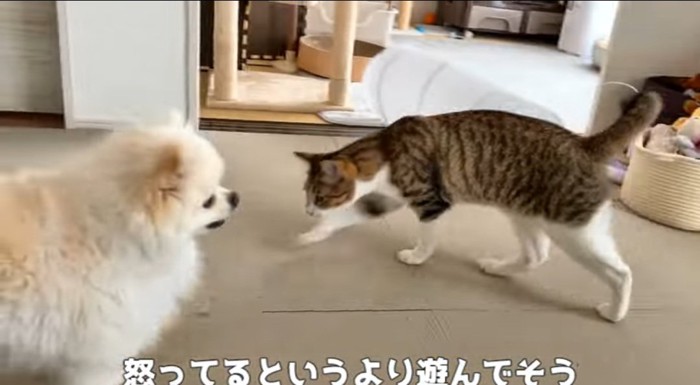 向かい合う犬と猫