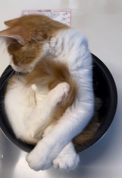 炊飯釜の中の猫