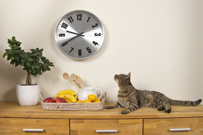 壁の時計を見つめる猫