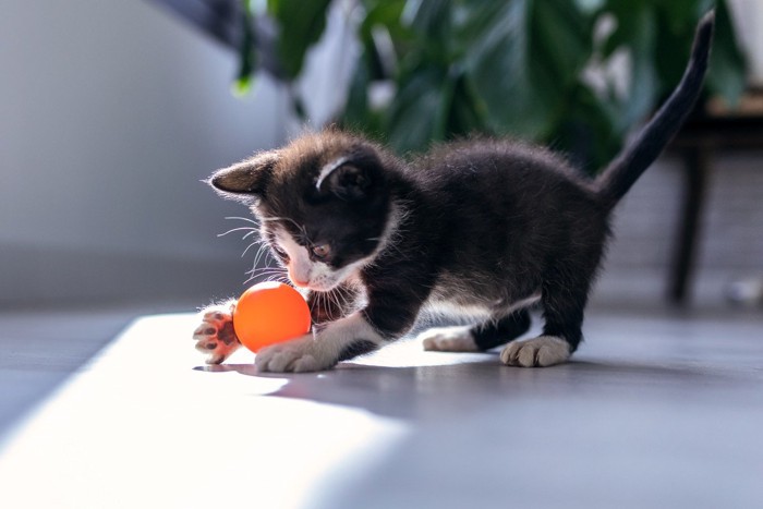 .ボールのおもちゃで遊ぶ子猫