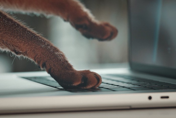 PCを触る猫