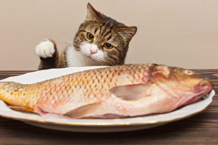 魚に手を出そうとする猫