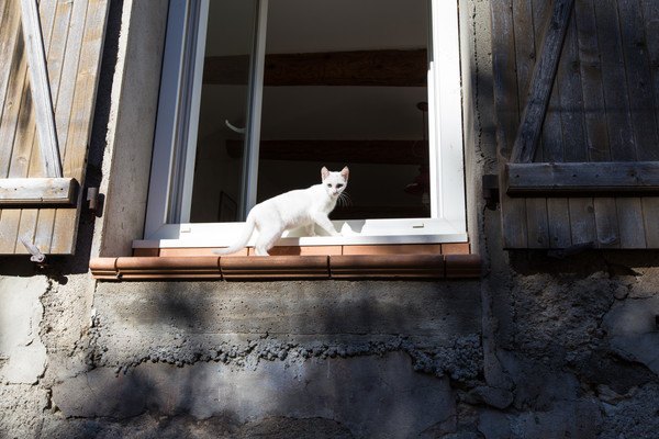 窓から入ろうとする白猫