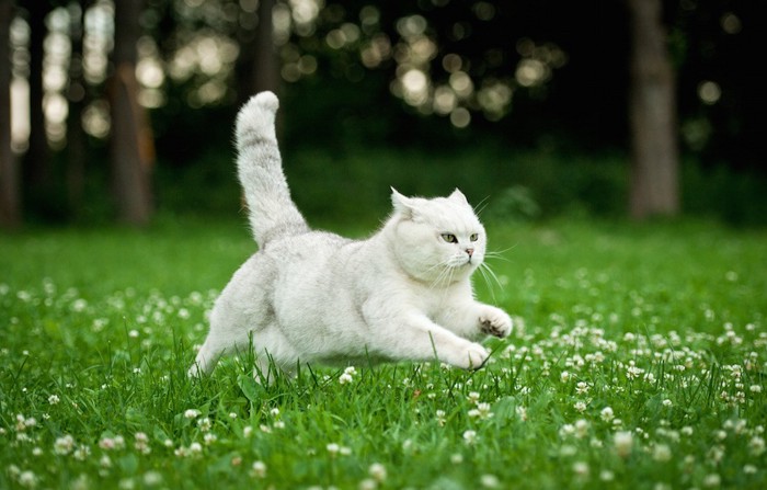 草むらを走る白い猫