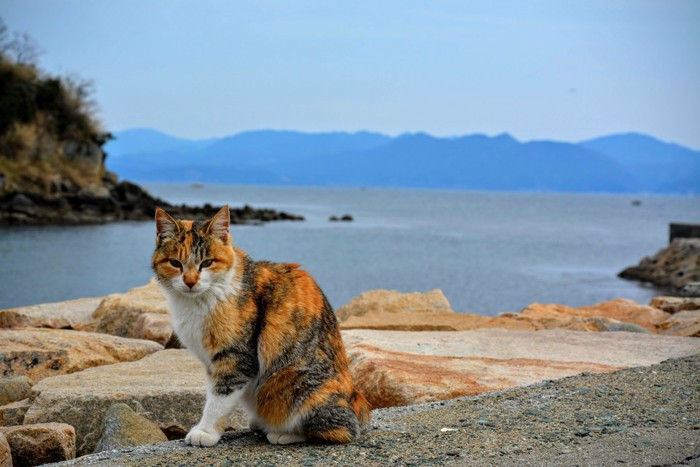 海岸の猫