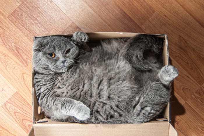 箱にジャストフィットな猫