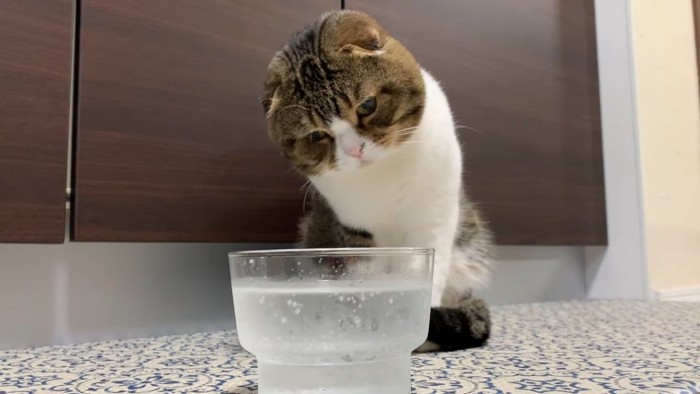 グラスを見て首を傾げる猫